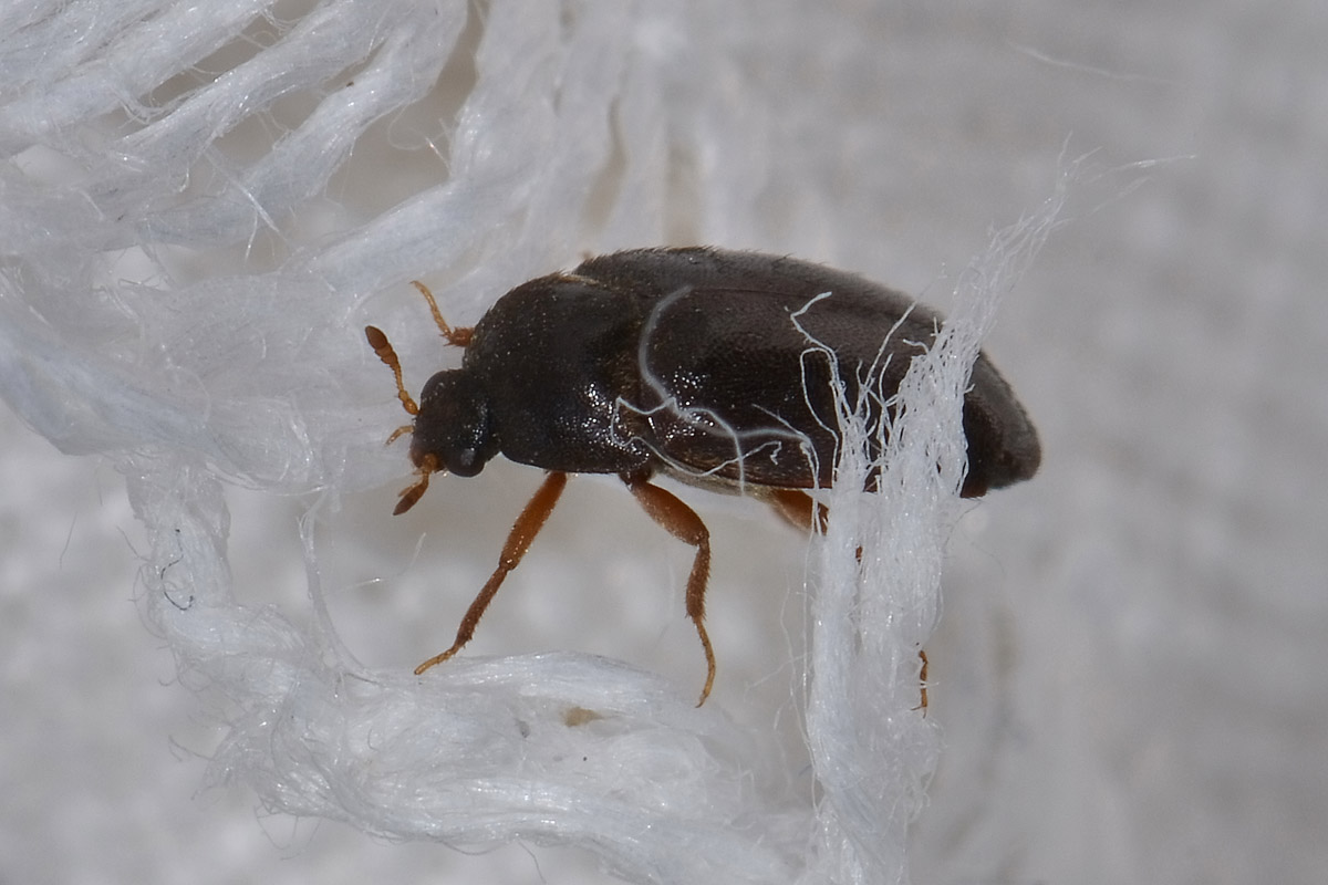 Dermestidae tra i panni: Attagenus unicolor, femmina